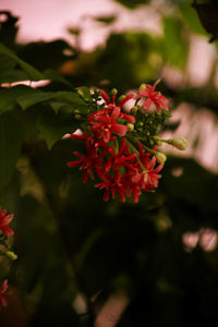Close-up of red flowering plant
