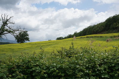 Scenic view of agricultural field against sky