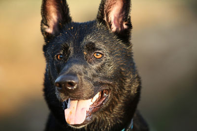 Close-up portrait of a dog