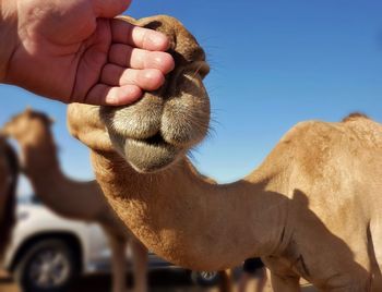 Cropped hand touching camel during sunny day