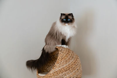 Portrait of a ragdoll cat looking away