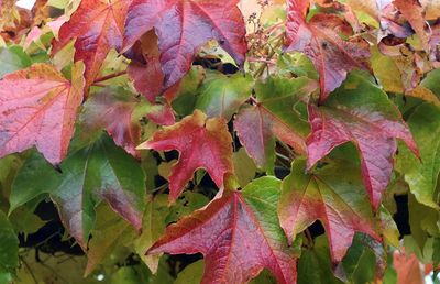 Close-up of maple leaves on tree during autumn