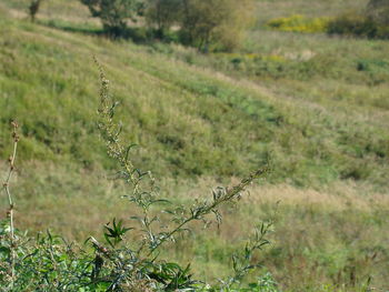 Plants growing on land