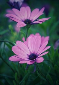 Close-up of pink flower