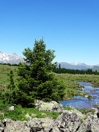 Scenic view of tree mountains against clear blue sky