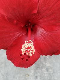 Close-up of red flower blooming outdoors