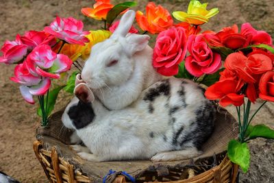 High angle view of cat by flowers in basket