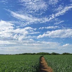 Scenic view of field against sky