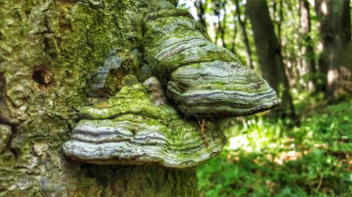 Close-up of animal sculpture on tree trunk