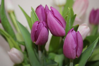 Close-up of pink flowering plant