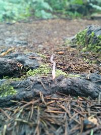 Close-up of grass in field