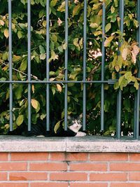 Close-up of lizard on wall