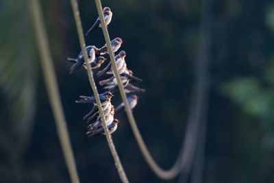 Close-up of bird perching on string