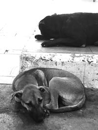 Two dogs sleeping on floor