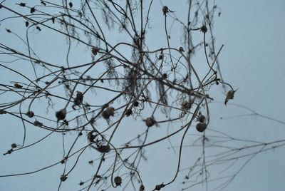 Low angle view of bare tree against sky