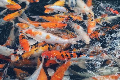 High angle view of koi carps swimming in water