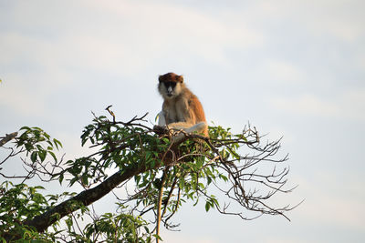 Patas monkey, erythrocebus pata, looking around in murchison falls national park, uganda.