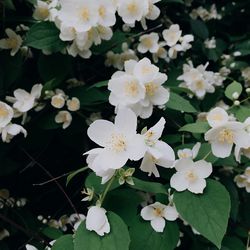 Close-up of white flowers