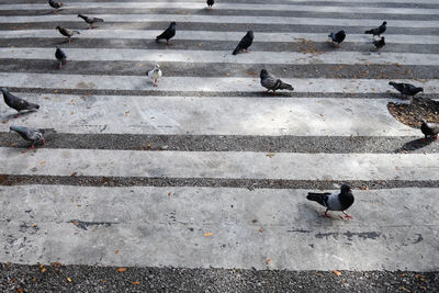 High angle view of pigeons