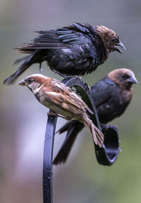 Close-up of birds perching on a bird