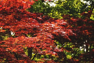 Close-up of red maple leaves on tree