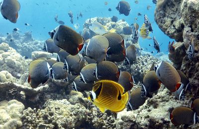 View of fishes swimming in sea