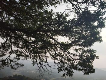 Low angle view of silhouette tree against sky