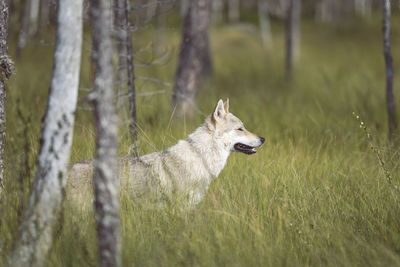 Wolf looking away while standing on land