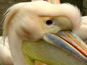 Close-up portrait of pelican 