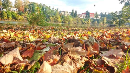 Autumn leaves fallen on field against sky