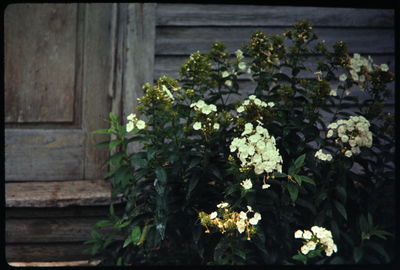 Close-up of white flowers blooming