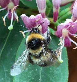 Close-up of bee pollinating flower