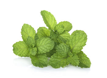 Close-up of green leaves against white background