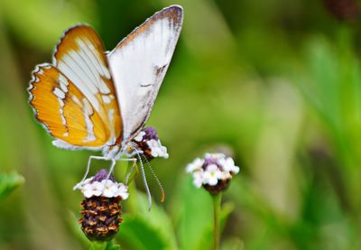 Close-up of butterfly pollinating on flower