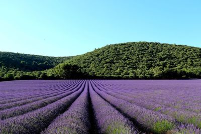 Scenic view of grassy field against clear sky