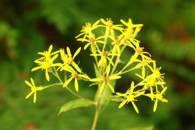 Close-up of flowers against blurred background