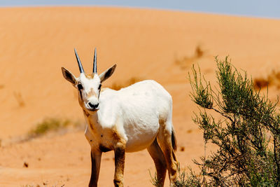 View of oryx on field