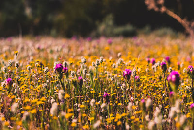 Close-up of purple flowering plants on field