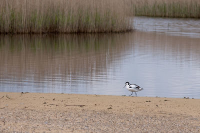 Bird flying over lake