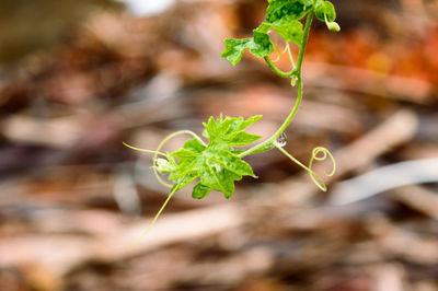 Close-up of wet plant leaves