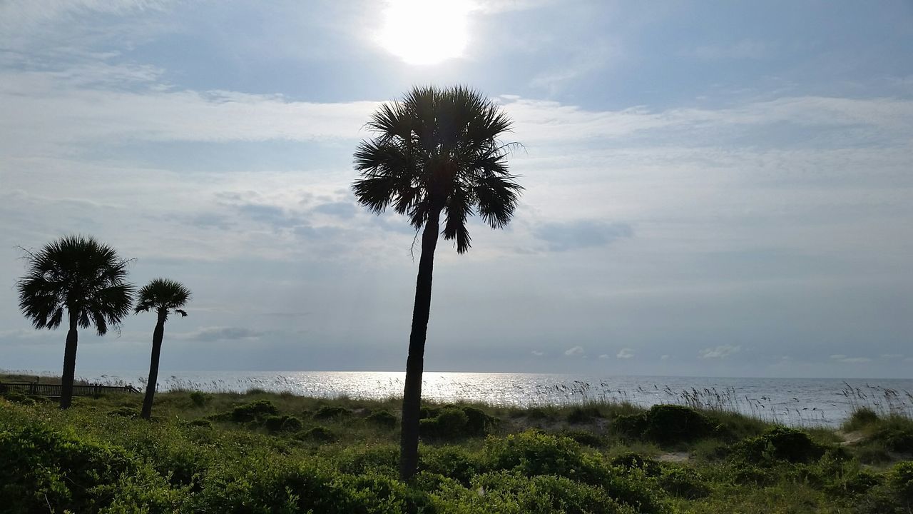 sea, horizon over water, sky, water, tree, tranquility, palm tree, tranquil scene, scenics, beach, beauty in nature, nature, shore, growth, cloud - sky, tree trunk, idyllic, sunlight, cloud, branch