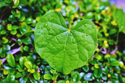 Close-up of wet plant leaves