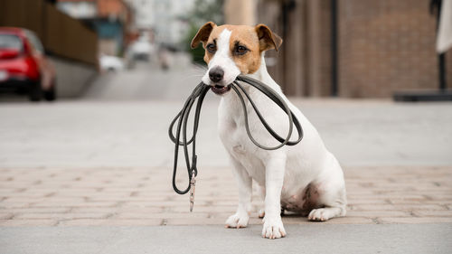 Portrait of dog on footpath