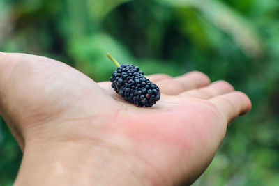 Close-up of hand holding fruit