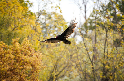 Low angle view of bird flying against trees