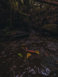 Ducks in a forest