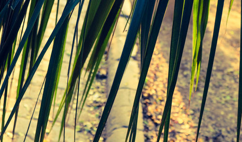 Full frame shot of bamboo plants