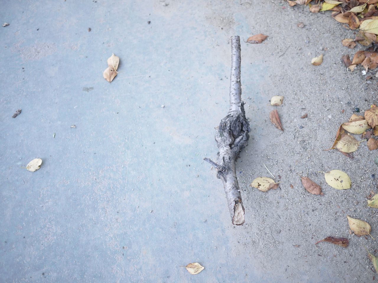 high angle view, street, leaf, ground, asphalt, dry, nature, animal themes, close-up, day, outdoors, no people, textured, road, fallen, dirt, fragility, one animal, messy, season