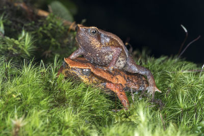 Close-up of frog on land