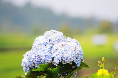 Close-up of white hydrangea